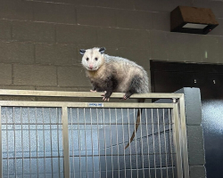 Shelter Staff Spot a “Weird-Looking Dog” — Then Realize He’s Not a Dog at All