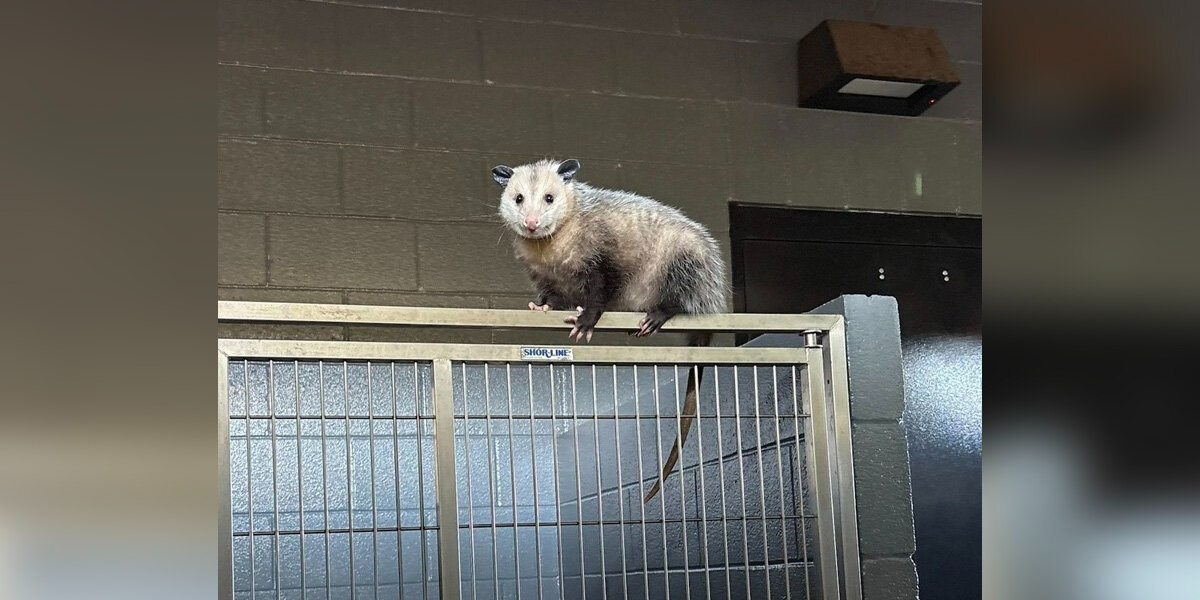 Shelter Staff Spot a “Weird-Looking Dog” — Then Realize He’s Not a Dog at All