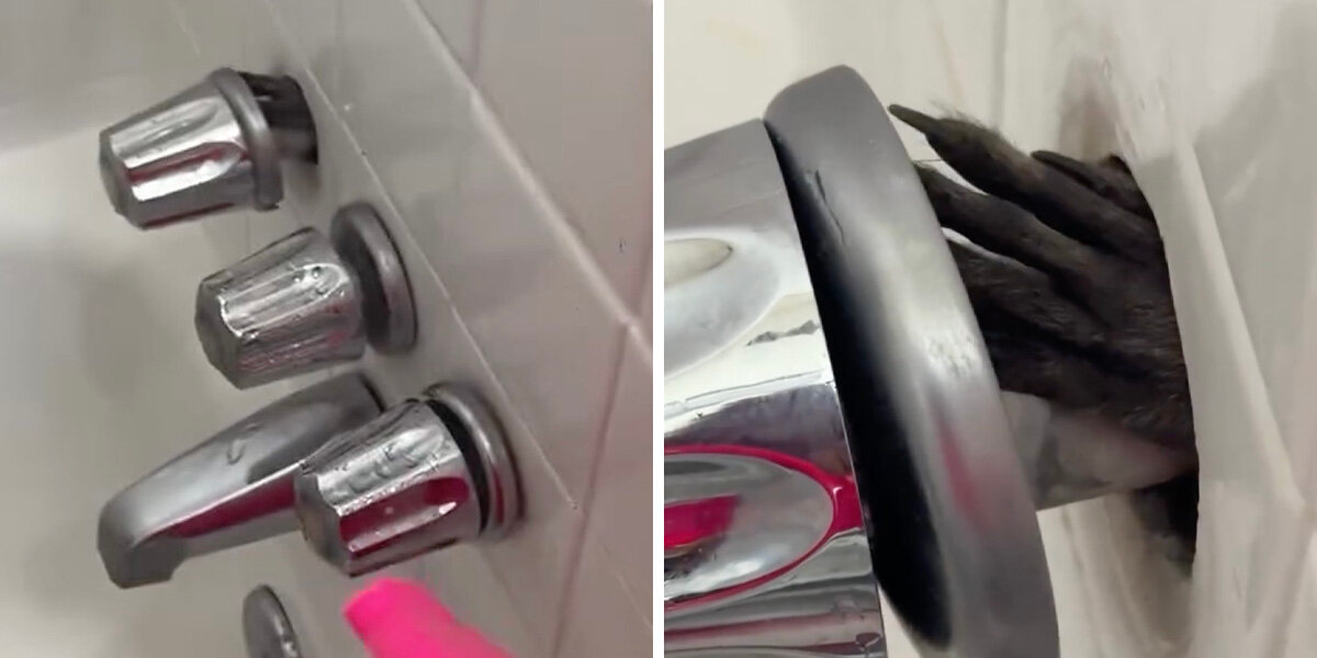 Woman Discovers Tiny Hand Reaching Through Wall — And Finds The Cutest Intruders