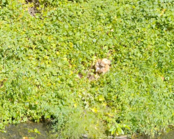 Dog Leaps From Moving Car And Ends Up Stranded On Tiny Island — Until Heroes Arrive To Help