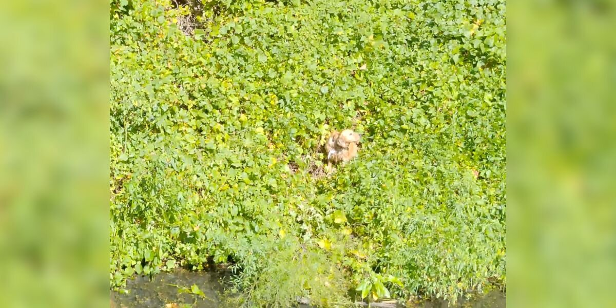 Dog Leaps From Moving Car And Ends Up Stranded On Tiny Island — Until Heroes Arrive To Help