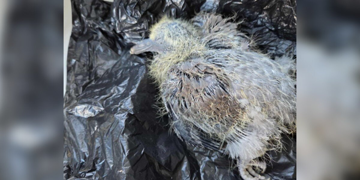 Dog Walker Finds Freezing Baby On Road — And Uses A Poop Bag To Save Him