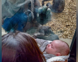 Zoo Gorilla Brings Her Baby To Meet A New Mom And Her Newborn On The Other Side Of The Glass
