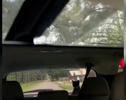 Driver Checks Rearview Mirror — And Can’t Believe Who’s Staring Back At Her