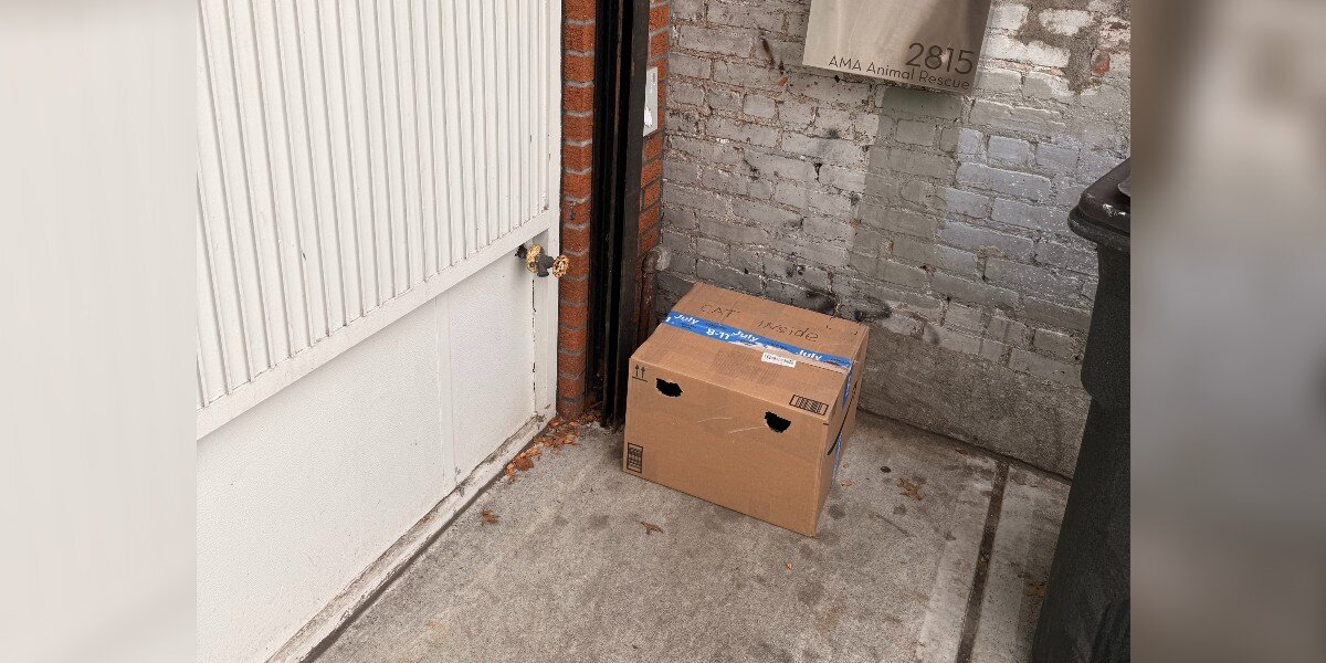 Shelter Manager Finds Sealed Box Hidden Behind Trash Bins — With a Gentle Soul Inside
