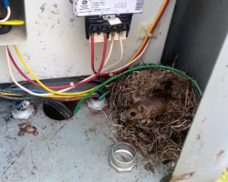 Man Opens Electrical Box To Evict a Mouse — Then Realizes She Has a Secret