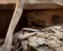 Woman Spots Bright Yellow Eyes Peering From the Ashes of Her Burned Home — And Realizes Someone Needs Her Help