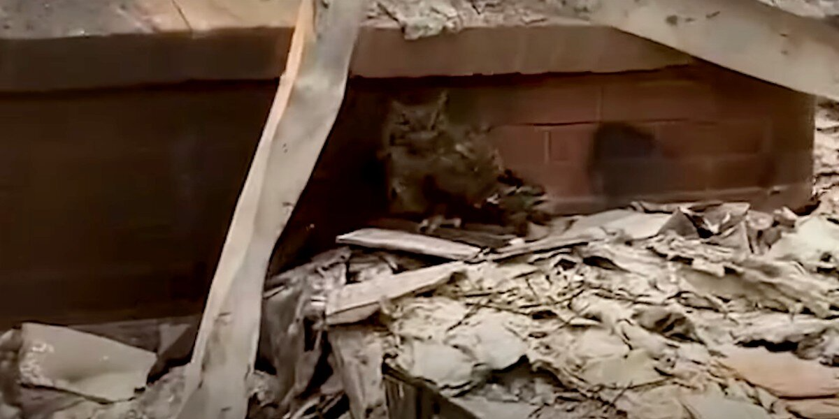 Woman Spots Bright Yellow Eyes Peering From the Ashes of Her Burned Home — And Realizes Someone Needs Her Help