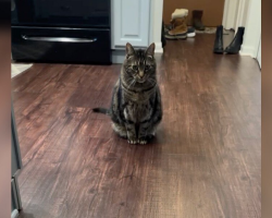 Prankster Cat Freezes When He Realizes His Latest Crime Has Been Caught On Camera