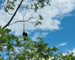 Boater Sees Something Caught In Mangroves — Then Realizes It’s A Life In Need Of Saving