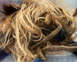 Neighbor Reports Elderly Dog Living Outside — Found ‘Buried’ Under Years Of Matted Fur