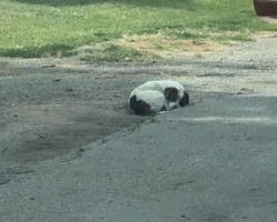 Rescuers See Tiny ‘Ball’ In Alley — Then Realize It’s a Dog Desperately Protecting His Family