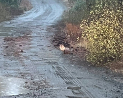 Driver Pulls Over When He Spots Mud-Covered Animal On Mountain Road — And Ends Up Bringing Her Home