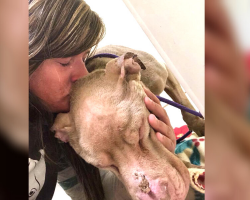 Woman Spends the Night in Shelter So a Dying Dog Doesn’t Take His Last Breath Alone