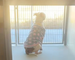 Pittie Left at the Shelter in Her Pajamas Waits Quietly for the Family Who Never Returns