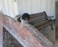 Trembling Dog Appears on Family’s Porch — And Refuses to Leave Her Spot