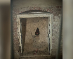 Rescuers Trail “Delicate” Animal Into Abandoned Cellar — And Suddenly Realize He’s Trapped