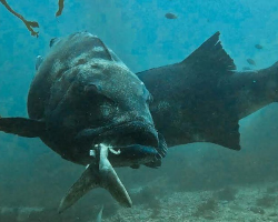 Divers Pass an Endangered Giant — Then Suddenly Notice Something Is Very Wrong