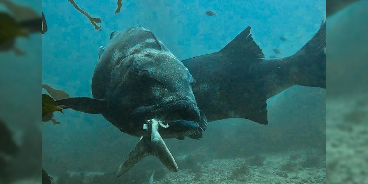 Divers Pass an Endangered Giant — Then Suddenly Notice Something Is Very Wrong