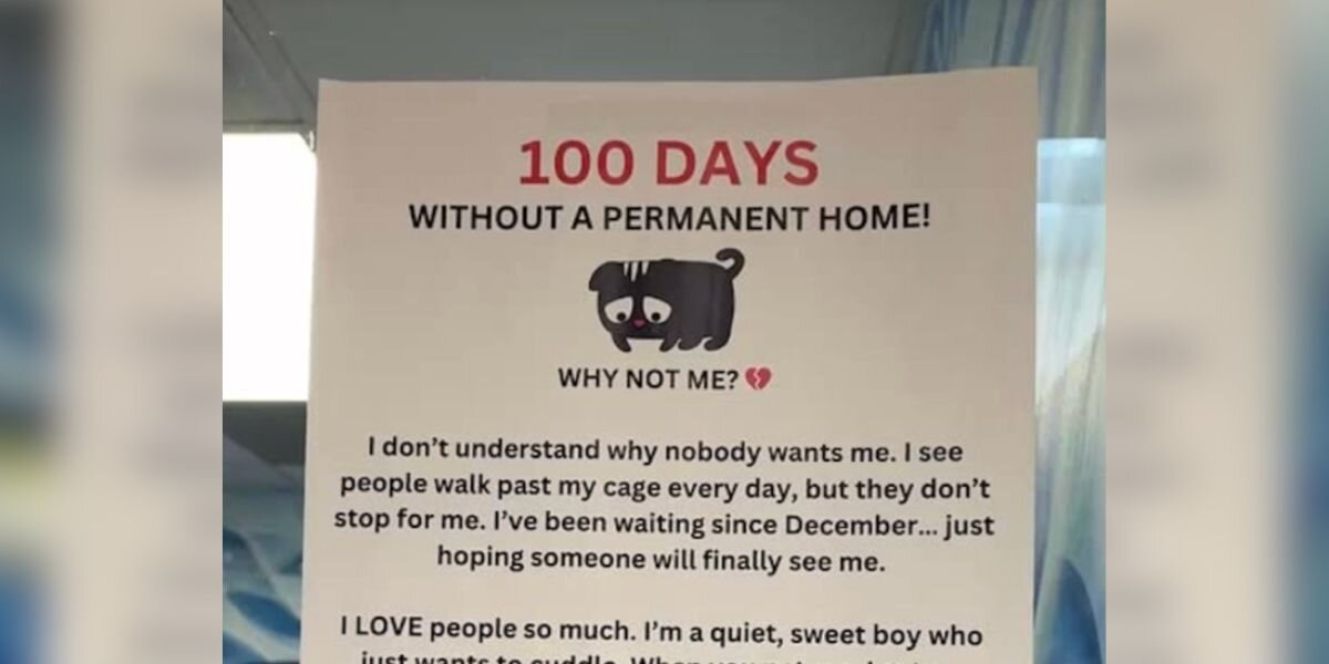 Shelter Staff Share Heart-Wrenching Note for Cat Who’s Waited Over 100 Days