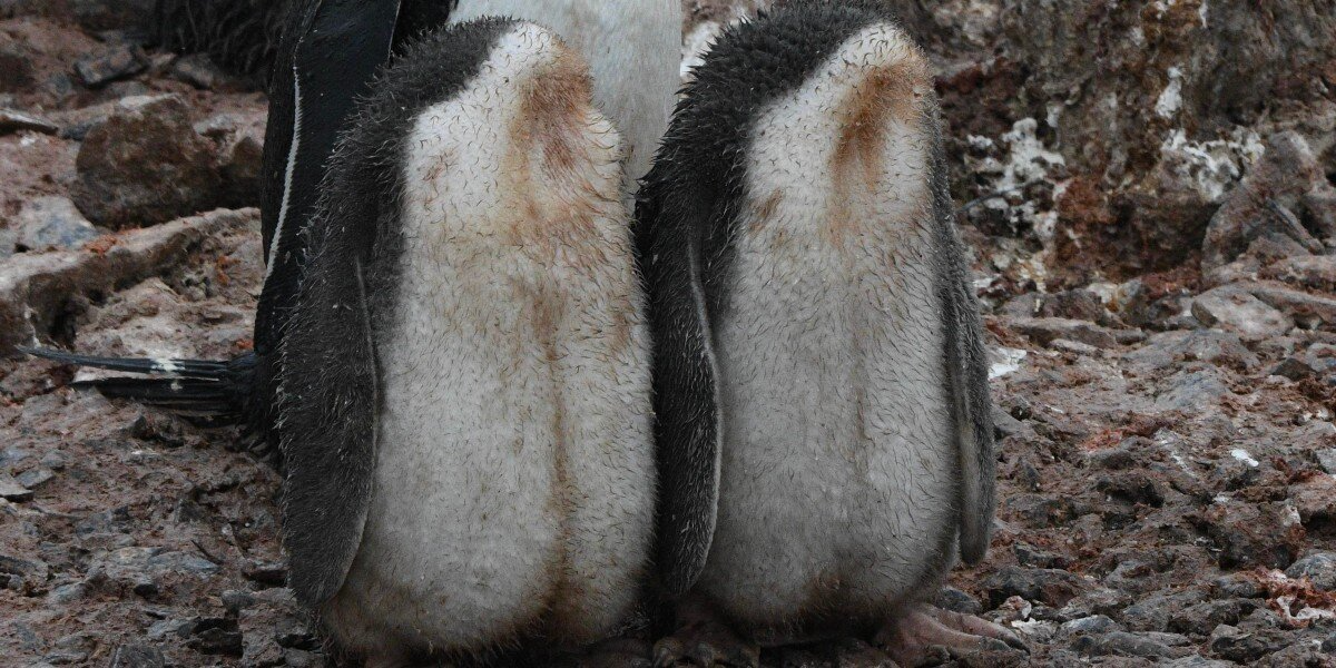 Photographer Captures ‘Headless’ Fuzzy Creatures — And Everyone Is Utterly Confused
