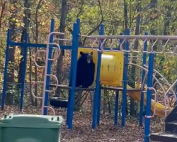 Playground Turns Into Bear Family’s Personal Wonderland — And the Camera Gets It All