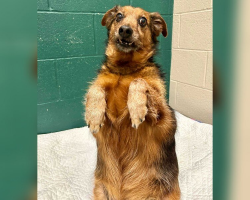 Shelter Pulls Out All the Stops To Find ‘Badly Taxidermied Meerkat’ Dog His Perfect Home