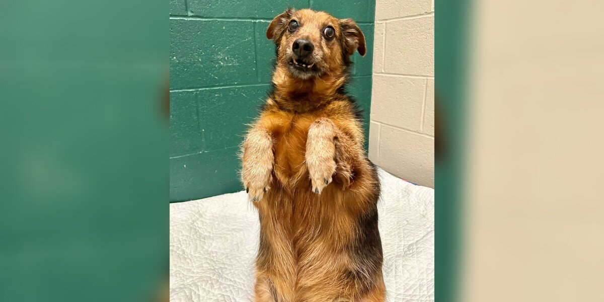 Shelter Pulls Out All the Stops To Find ‘Badly Taxidermied Meerkat’ Dog His Perfect Home