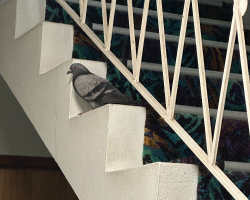 Woman Discovers Pigeon Trapped In Stairwell For Days — And The Heartbreaking Reason Why
