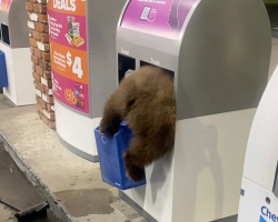 Man Stops for Gas — And Finds Plump and Furry Butt Sticking Out of Trash Can