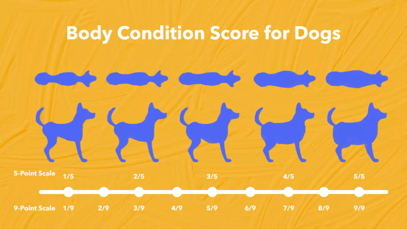 body condition score for dogs