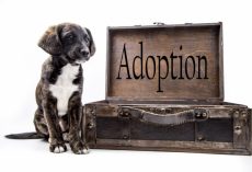 The Complete Guide to Adopting a Dog