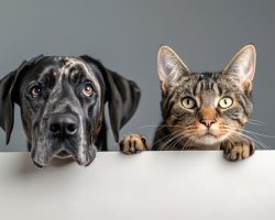 How Does Pet Insurance Actually Work?