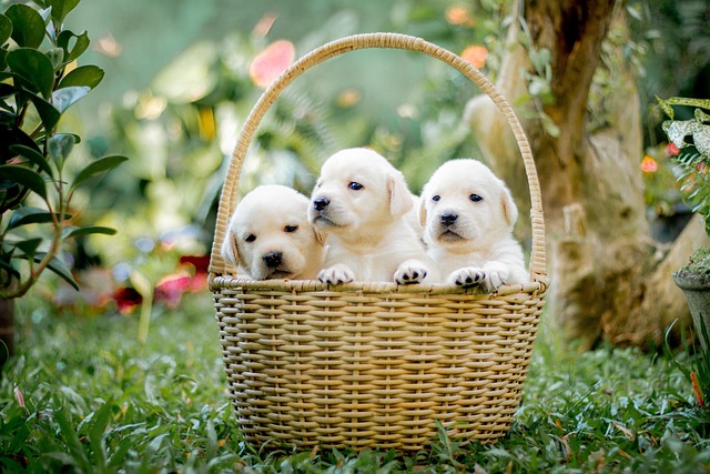 Your Complete Guide to Bringing a New Puppy Home