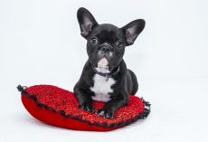 A Beginner’s Guide to House Training Your Rescue Dog