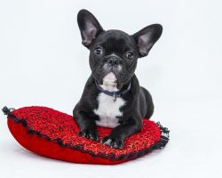 A Beginner’s Guide to House Training Your Rescue Dog