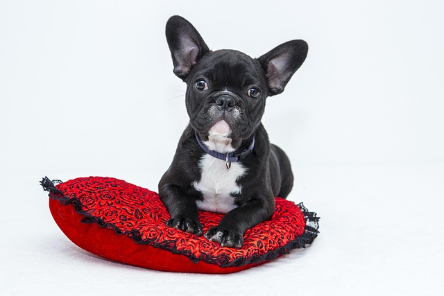 A Beginner’s Guide to House Training Your Rescue Dog