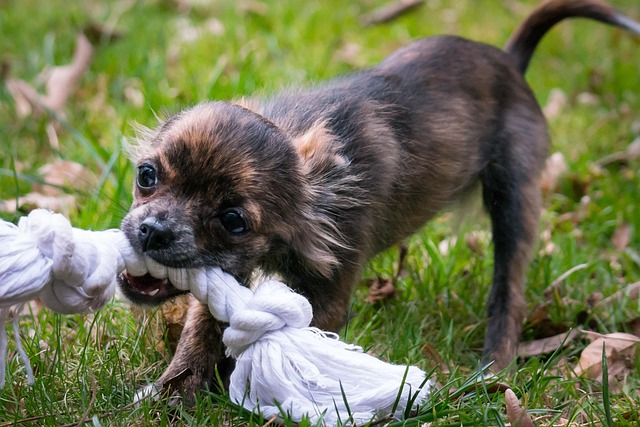 Helping Your Teething Puppy (And Protecting Your Home!)