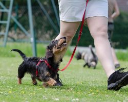 What Exactly Is Professional Dog Training?
