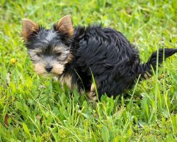 Dog Diarrhea: Causes, Treatment & How To Prevent It