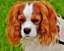 7 Subtle Signs Your Dog May Be Hurting