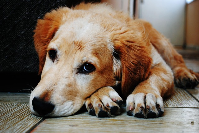 Dog Poisoning Symptoms: How To Tell If Your Pup Ate Something Dangerous