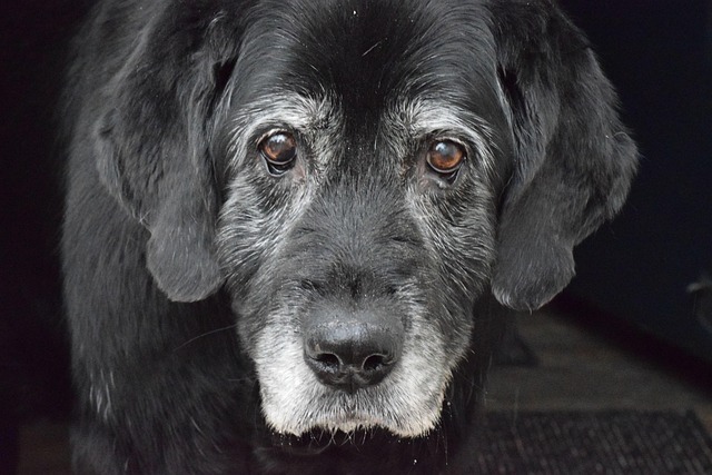 Canine Dementia: Signs, Diagnosis & How to Support Your Senior Dog