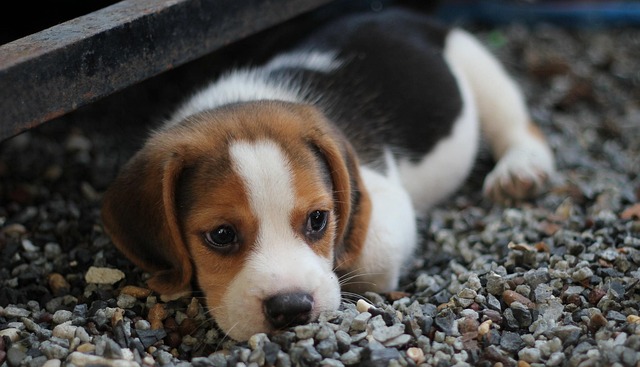 When Do Puppies Stop Growing?