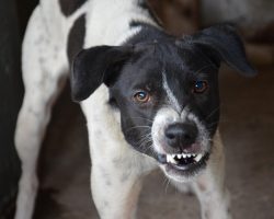 Resource Guarding in Dogs: Why It Happens & How to Help Your Pup Overcome It