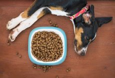 What Should I Feed My Dog If He Has a Sensitive Stomach?