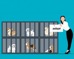 Buying vs. Adopting Dogs: How to Make the Right Choice