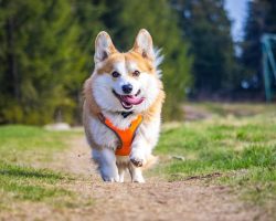 5 Top Dog Harnesses for Every Kind of Pup