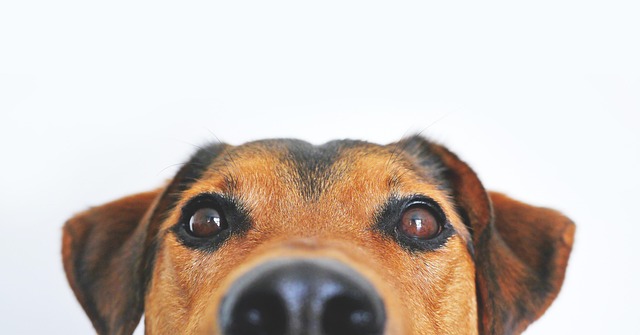6 Common “Bad” Dog Behaviors — And How to Fix Them with Kind, Effective Training