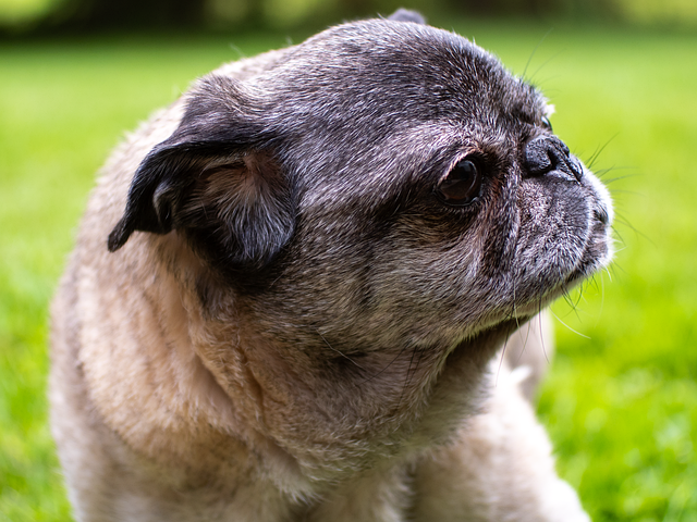 Your Complete Guide to Dog Pain Relief: How to Spot Pain and What Really Helps